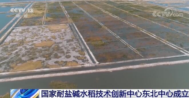 让盐碱地稻谷飘香！国家耐盐碱水稻技术创新中心东北中心成立插图